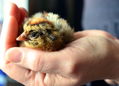 Beautiful Photo chicken hand