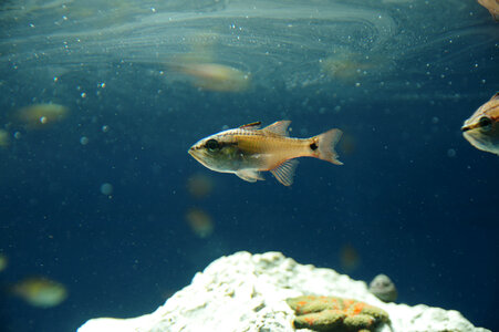 4 Fish