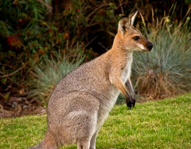 Australia red-neck wallaby wild photo