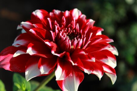Full leaves floral