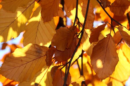 Fall seasons tree