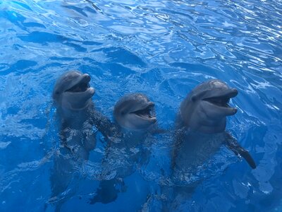 Animals beautiful photo dolphin photo