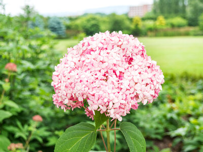 Pink and White Flowers photo