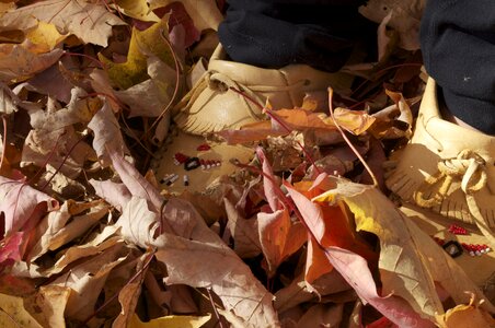 Fall leaves background fall leaves foliage