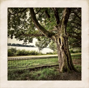 Tree elbe hamburg photo