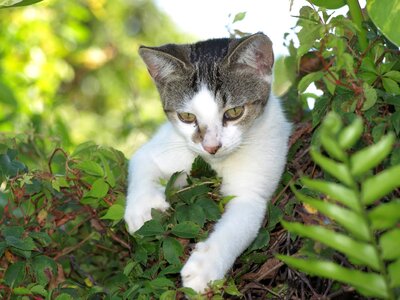 Adorable animal animals