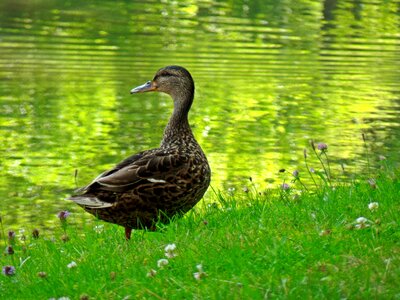 Water animal duck bird photo