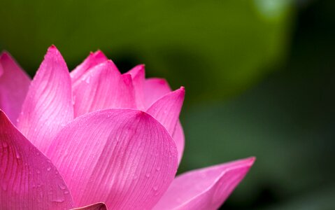 Beautiful Photo bloom blossom