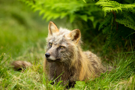 Red fox lying in the grass-1