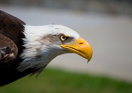 Peak bird head photo