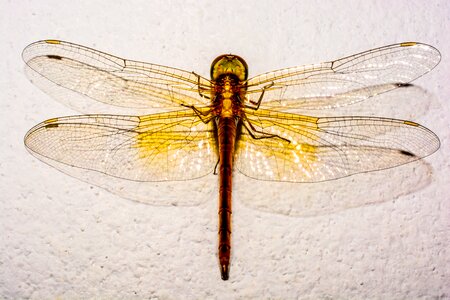 Close up wing chitin