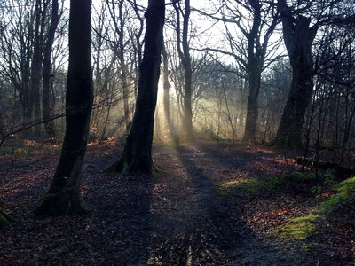 Branches flare forest