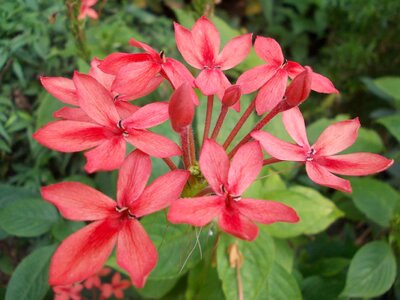 Beautiful beautiful flowers beautiful photo