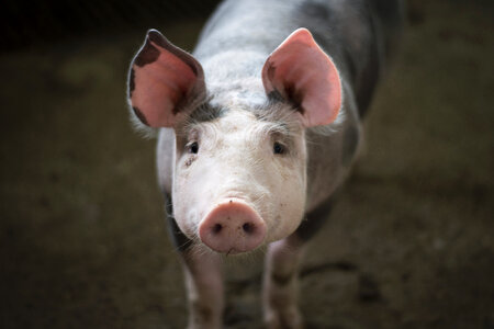 Pigs on Farm photo