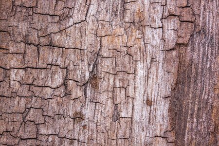 Driftwood old weathered photo