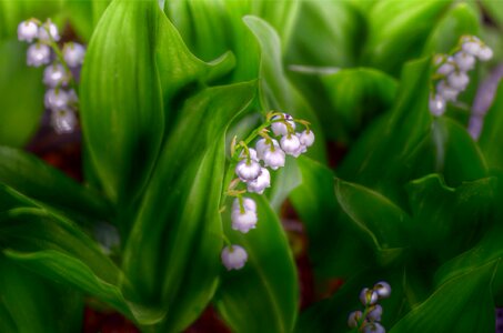 Flowers plant nature