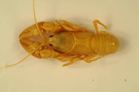 Cambarus carinirostris