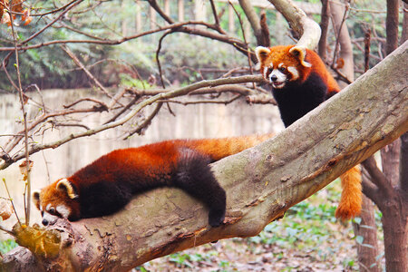 Red Pandas on a tree in Sichuan Panda research center in Chengdu, China photo