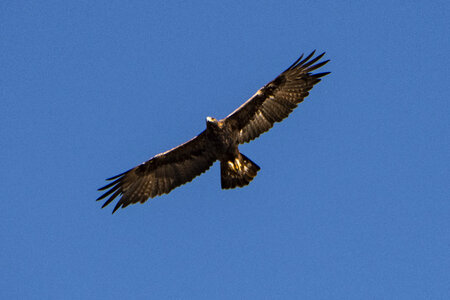 big eagle in flight against the blue sky photo