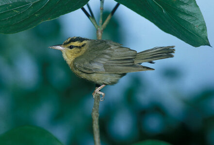 Worm-eating warbler