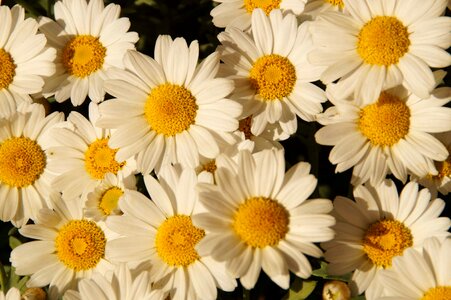 Beautiful beautiful flowers biology