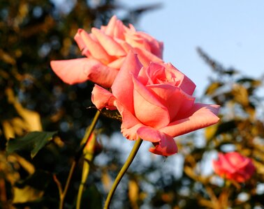 Pink flower rose bloom