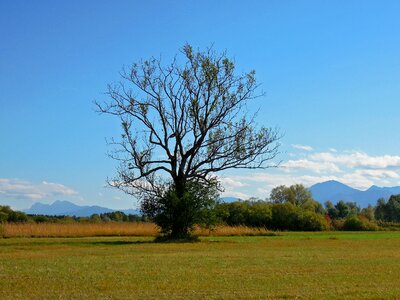 Tree mountains meadow photo