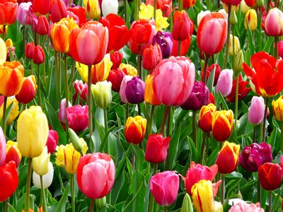 Colorful color cheerful