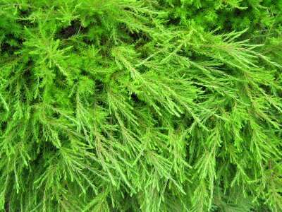 Garden bush branch