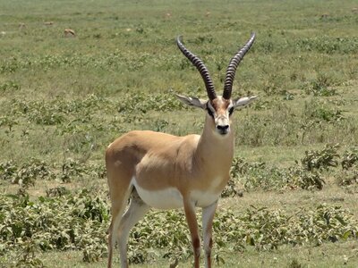 Impala gazelle plain