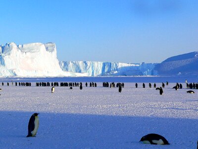 Colony of Penguins in Antarctica