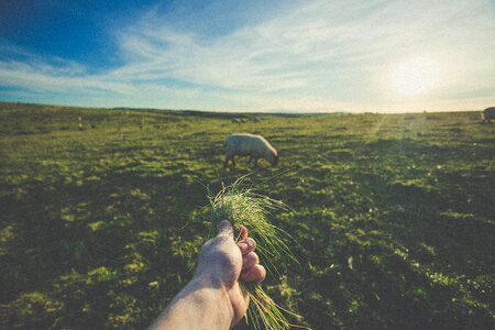 Hand Feeding Sheep with Grass in the Field photo