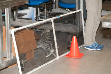 Marine Mammal Stranding Course at NCTC-1