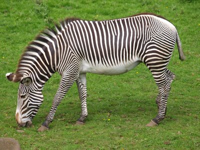Zebra zoo black and white striped photo