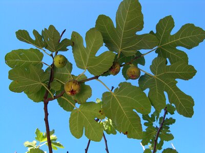 Fig tree fruit leaves