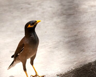 Animal bird fauna