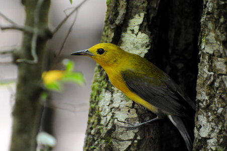 Prothonotary warbler-2