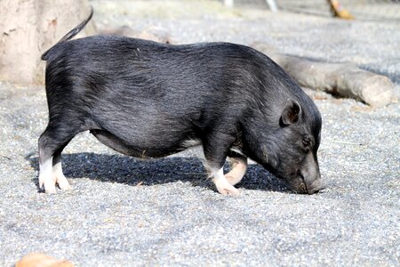 Creature animal sow