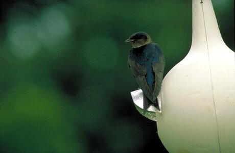 Bird home lilac