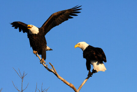 Bald Eagles-1 photo