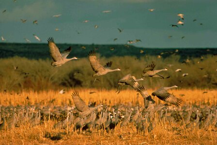Bottom flight flock
