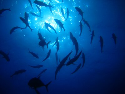 Light fish underwater