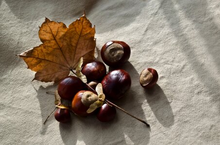 Chestnut chestnuts leaves photo