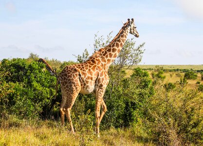 Animal tall landscape photo