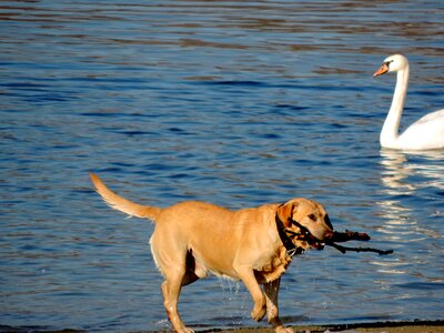Hunting Dog swan animal photo