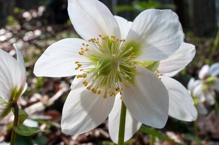 Winterblueher white flower wild flowers