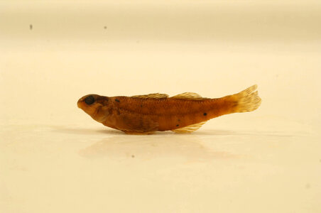 Etheostoma zonale-2