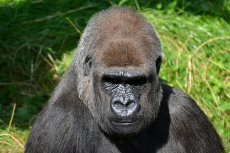 Close-up head face