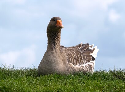 Bird nature domestic goose