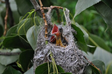 Chick hungry nest photo